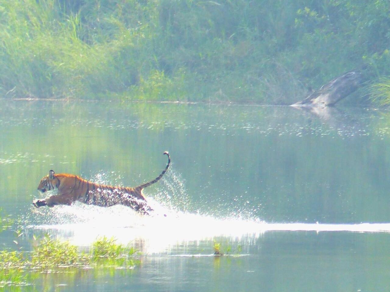 Babai Resort Pvt Ltd Bardiya Exterior photo