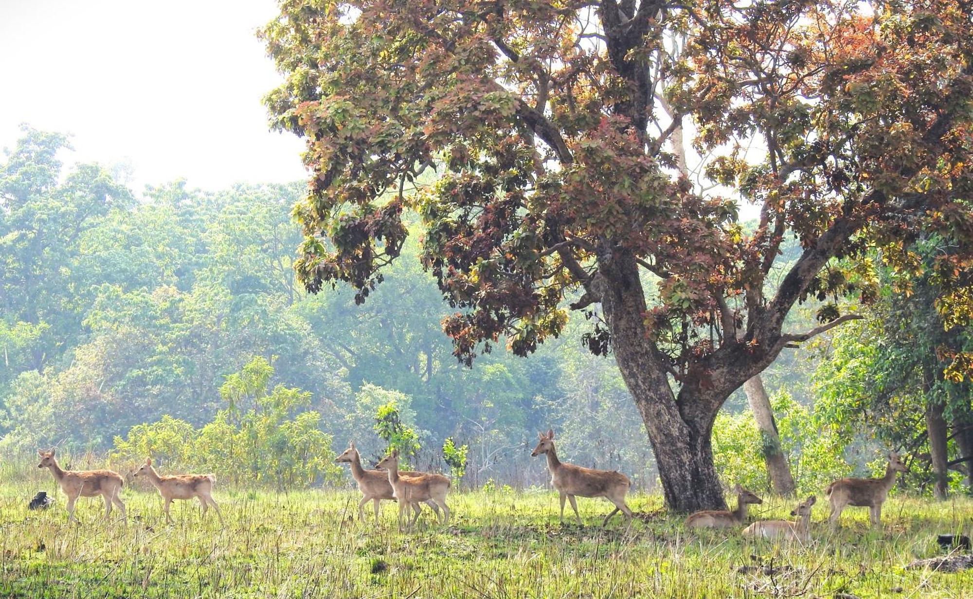 Babai Resort Pvt Ltd Bardiya Exterior photo